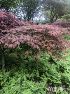 高度180厘米羽毛枫
