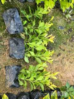 高度20厘米黄金茶小苗