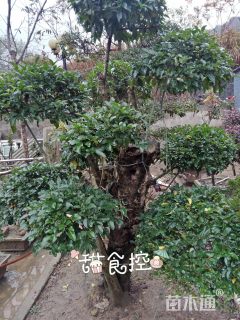 23公分造型小叶女贞