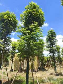 10公分金丝楠木