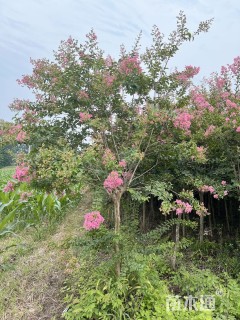 6公分紫薇