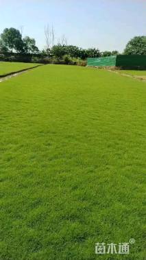 草坪草种