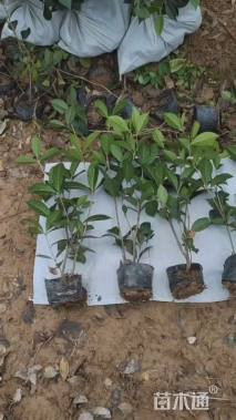 高度30厘米珍珠彩叶桂