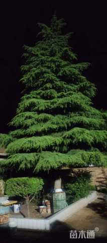 高度1300厘米雪松