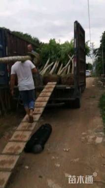 高度180厘米琴叶榕