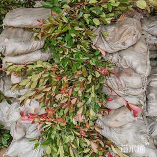 高度40厘米金叶女贞