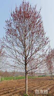 10公分美国红枫