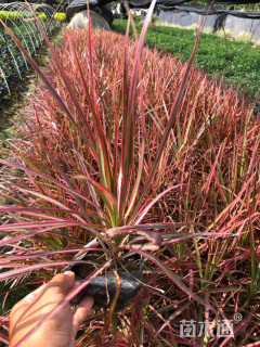 高度50厘米马尾铁