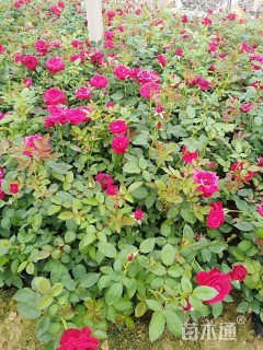 高度35厘米卡罗拉月季