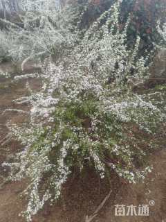 高度50厘米珍珠梅