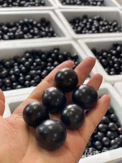 高度300厘米嘉宝果