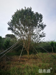 高度600厘米速生紫薇