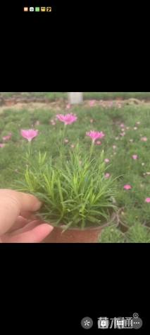 高度35厘米欧石竹