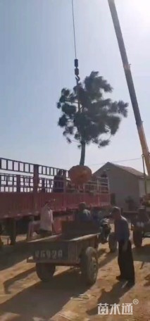 高度300厘米黑松