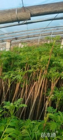 高度150厘米香椿小苗