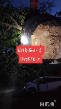 25公分山杏