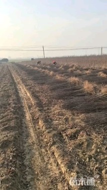 0.5公分太阳李
