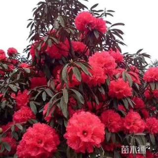 高度2厘米高山杜鹃