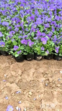 高度10厘米角堇