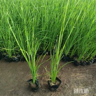 高度60厘米香蒲