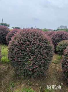 冠幅100厘米红花继木球