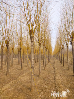 18公分金丝垂柳