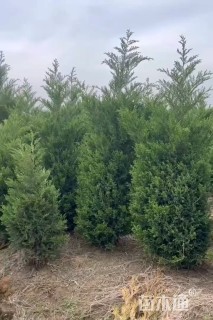 高度170厘米圆柏