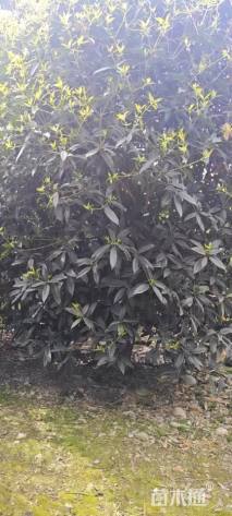 15公分桂花