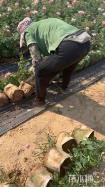 高度30厘米大花香水月季