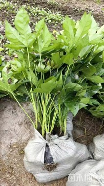 高度50厘米八角金盘小苗