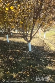 10公分黄栌