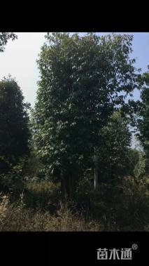 30公分红花油茶