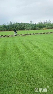 草块状马尼拉草
