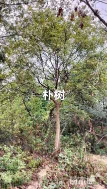 15公分朴树
