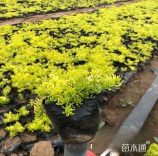 高度10厘米佛甲草