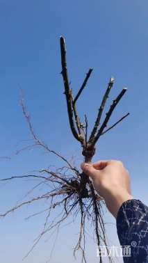 高度20厘米月季