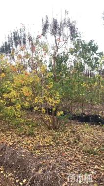 4公分(4杆)丛生乌桕