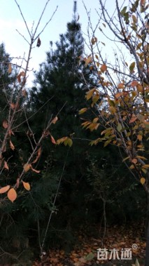 高度350厘米白皮松