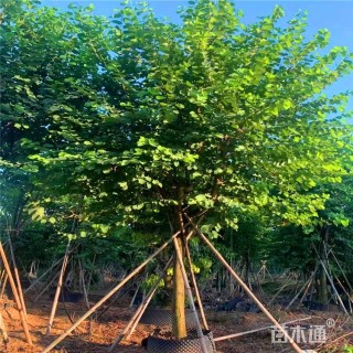 11公分洋紫荆