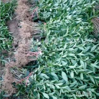 高度40厘米连翘小苗