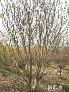 高度350厘米丛生紫薇