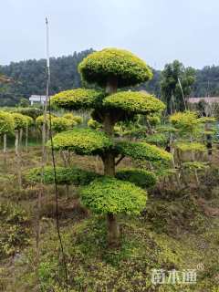 10公分造型亮晶女贞