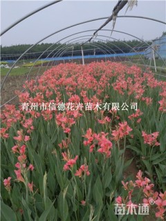 高度30厘米水生美人蕉