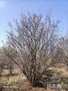 高度250厘米丛生花石榴