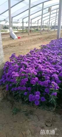 高度15厘米翠菊