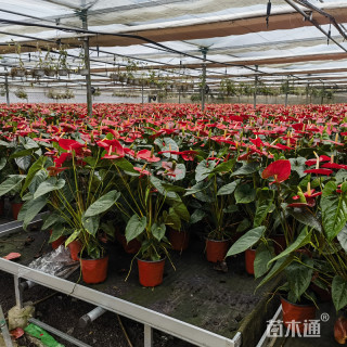 高度30厘米红掌