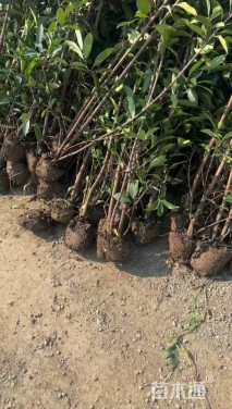 高度155厘米法国冬青绿篱