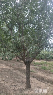 20公分日本晚樱