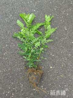 高度50厘米紫穗槐