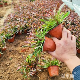 高度18厘米红花山桃草